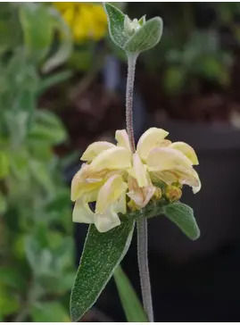 Phlomis 'Le Chat'
