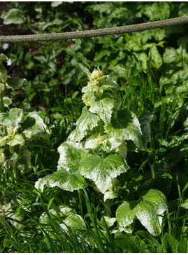 Lunaria annua 'Alba Variegata'