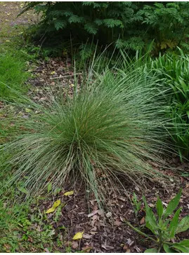 Festuca mairei