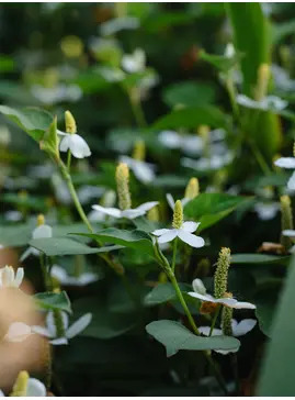 Houttuynia cordata