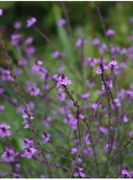 Verbena officinalis var. grandiflora 'Bampton'