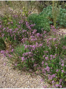 Origanum laevigatum 'Herrenhausen'