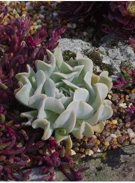 Echeveria runyonii 'Topsy Turvy'