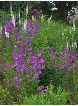 Hesperis matronalis