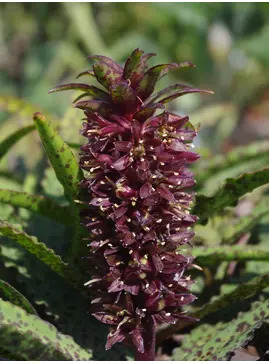 Eucomis vandermerwei 'Octopus'
