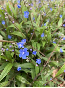 Omphalodes nitida