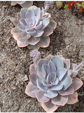 Echeveria 'Duchess of Nuremberg'