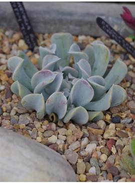 Echeveria runyonii 'Topsy Turvy'