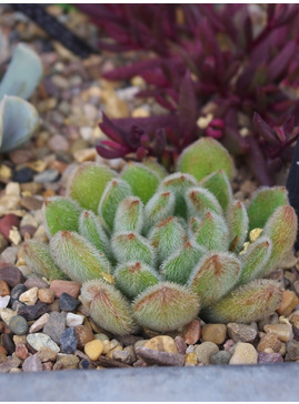 Echeveria setosa