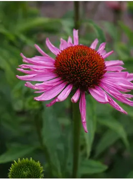 Echinacea purpurea 'Magnus'