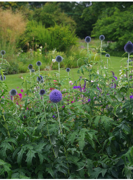 Echinops bannaticus 'Taplow Blue'
