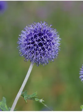 Echinops ritro