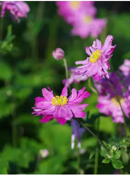 Anemone hupehensis var. japonica 'Pamina'