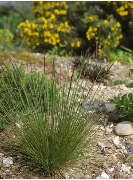Festuca amethystina