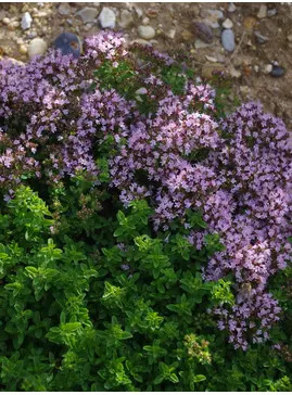 Origanum vulgare 'Compactum'