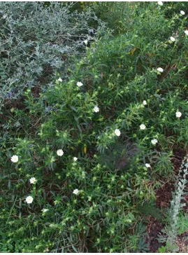 Cistus monspeliensis