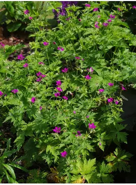Geranium 'Hannah'