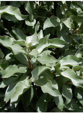 Elaeagnus 'Quicksilver'