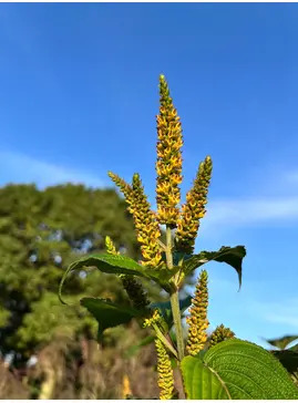Elsholtzia flava
