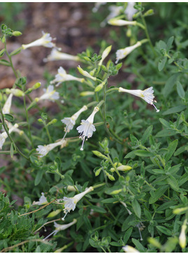 Epilobium canum 'Albiflorum'