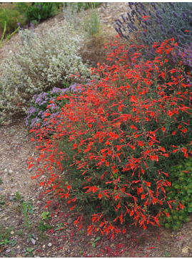 Epilobium canum 'Dublin'