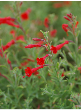 Epilobium canum 'Dublin'