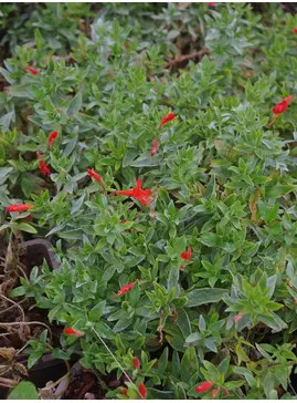 Epilobium septentrionale