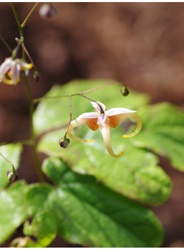 Epimedium 'Fantur'