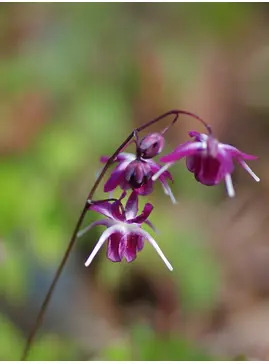 Epimedium grandiflorum 'Freya MK11'