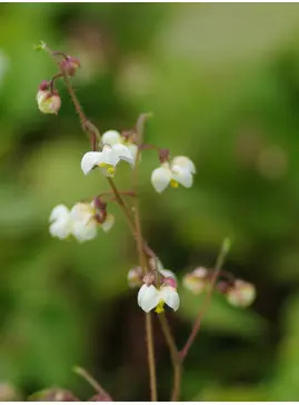 Epimedium pubigerum