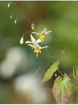 Epimedium 'Valor'