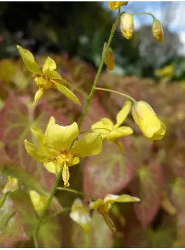 Epimedium x perralchicum 'Fröhnleiten'