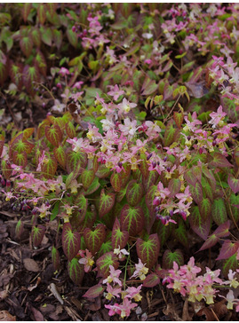 Epimedium x versicolor 'Discolor'