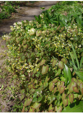 Epimedium x versicolor 'Sulphureum'
