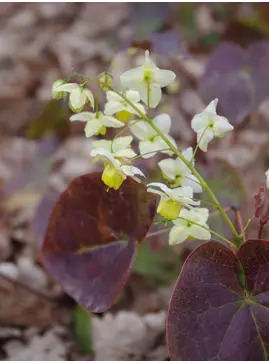 Epimedium x versicolor 'Sulphureum'