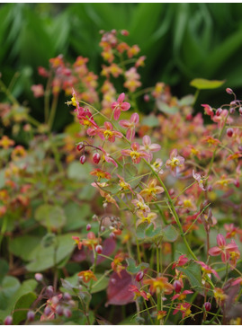 Epimedium x warleyense