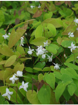 Epimedium x youngianum 'Niveum'