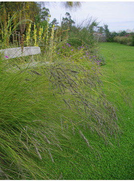 Eragrostis curvula