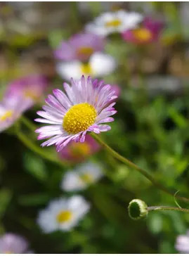 Erigeron karvinskianus