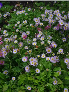 Erigeron karvinskianus 'Lavender Lady'