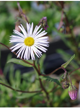 Erigeron 'Schneewittchen'