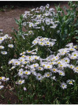 Erigeron 'Schneewittchen'