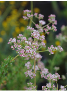 Eriogonum fasciculatum