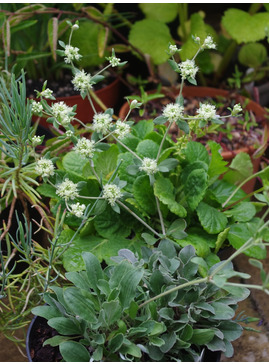 Eriogonum jamesii var. jamesii