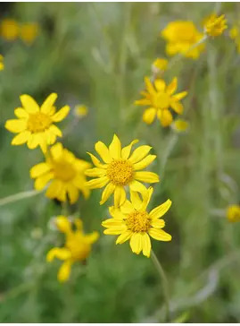 Eriophyllum lanatum