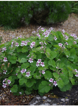 Erodium pelargoniflorum