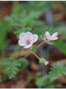 Erodium × lindavicum