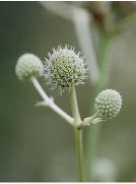 Eryngium eburneum