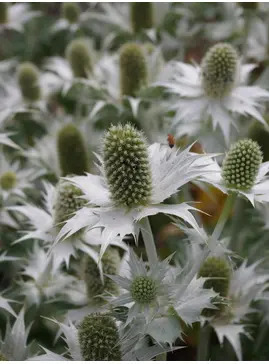 Eryngium giganteum