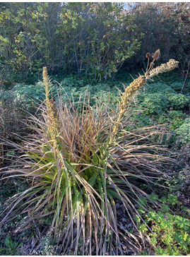 Eryngium horridum